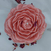 Classic Rose Pink Peony - Set of 1