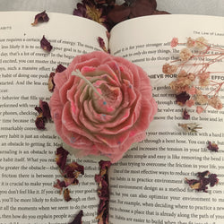 Pastel Pink Peony - Set of 1