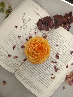 Soft Yellow Peony - Set of 1