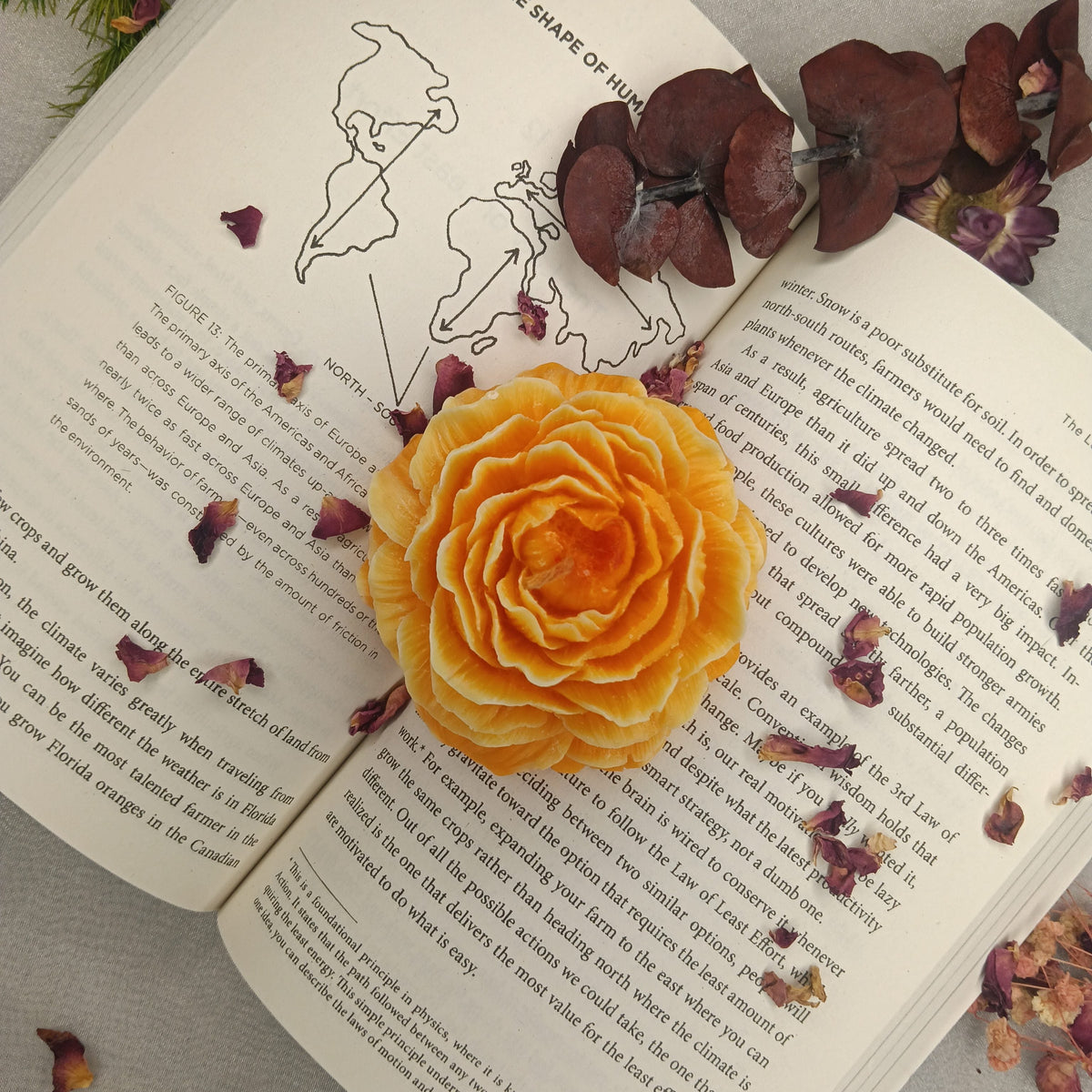 Soft Yellow Peony - Set of 1